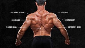 Back muscle building exercises